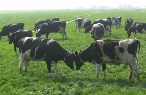 koeien in de wei