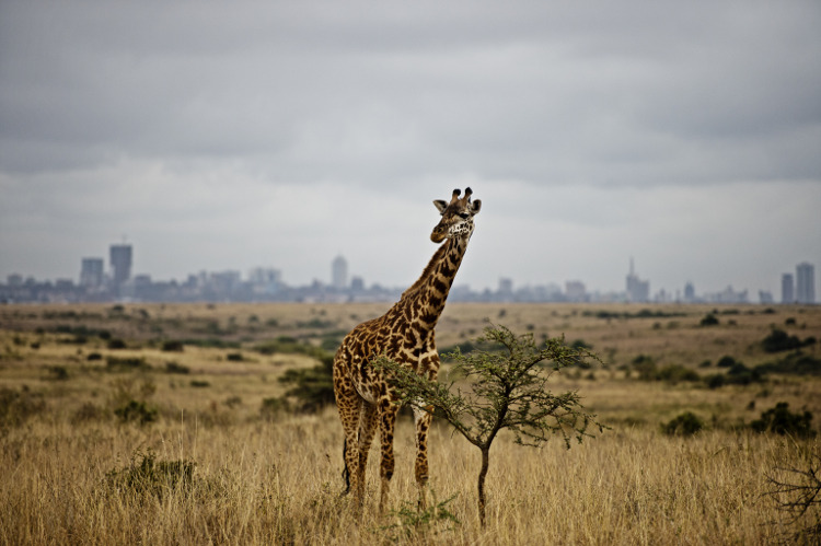 A giraffe against the skyline of Nairobi IABR