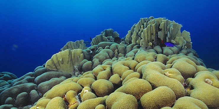Een levend koraalrif, gefotografeerd door Dos Winkel in 2000. 