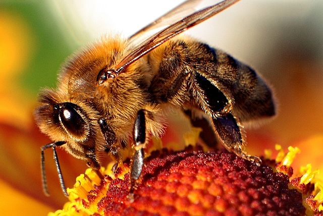 Maciej A. Czyzewski  640px-Bee-apis
