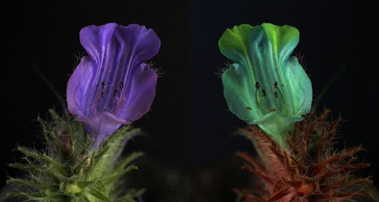 Links hoe wij een bloem zien en rechts hoe de honingbij haar ziet