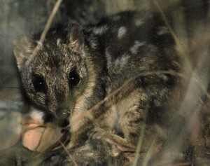 Dit dier moet dus ophouden padden lekker te vinden. Beeld: Wildlife Explorer. CC BY 3.0 Wikimedia Commons