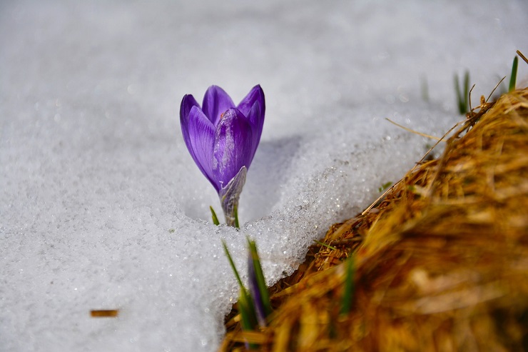 Is dit hoe je tuin eruitziet? Minus de sneeuw dan? - Beeld: Pixabay.