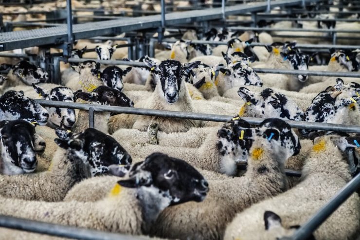 Herkauwers als koeien en schapen zijn dankzij hun spijsverteringssysteem een grote bron van methaan. 