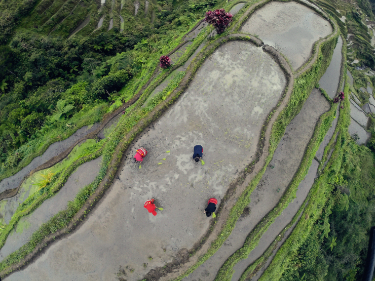 Banaue, province of Ifugao, Philippines. With a population of 22,365 people, It is widely known as the site of the UNESCO World Heritage Site, the Batad Rice Terraces and Bangaan Rice Terraces.. Greenpeace celebrates the Filipino natural diversity of food and farming and believes that facilitating people's access to a varied diet of ecologically farmed foods, through home and communal gardens, is the most effective and sustainable solution to tackle nutrition deficiency in the long term. Communities of farmers, religious figures, mothers, academics, chefs, politicians and scientists reject GE food and Golden rice as solution to the nutrition deficiency problem in the Philippines.