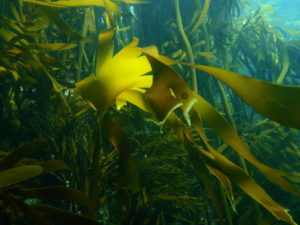 superfoods kelp zeewier seaweed