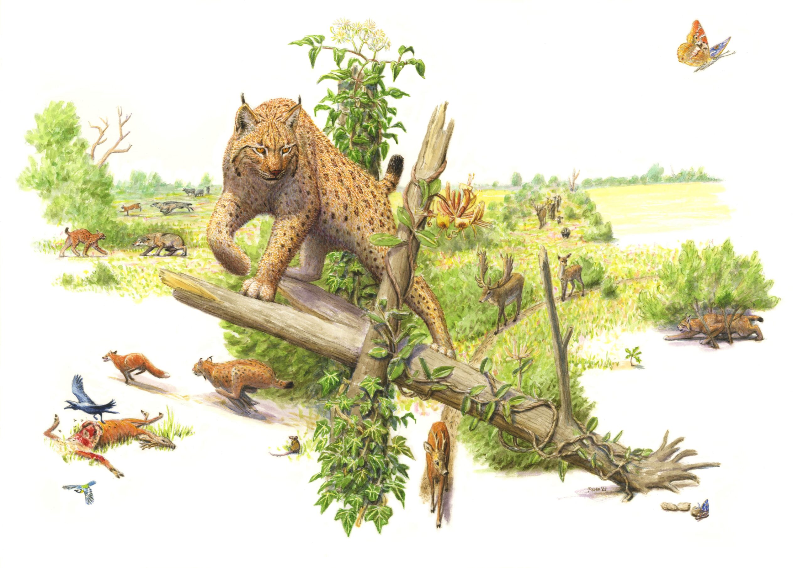 Kraanvogels, kadavers en grote grazers - Down To Earth Magazine