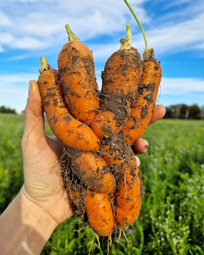 Een hand houdt een enorme wortel omhoog. Het zijn eigenlijk vier vergroeide wortels, die samen een soort vlecht vormen.