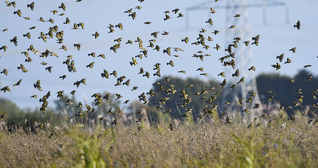 Een groep puttertjes vliegt op van een veld op boerderij Zonnegoed.
