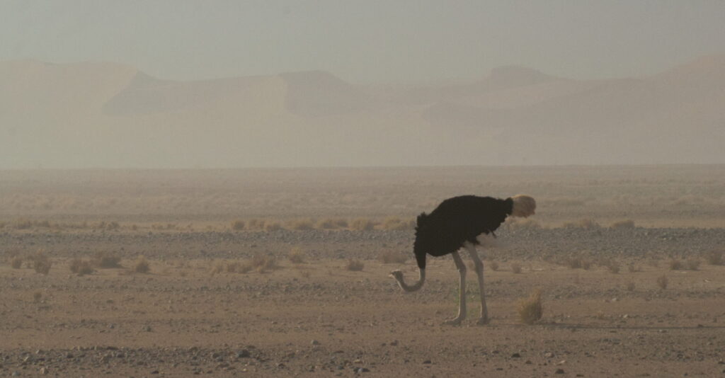 We zien een struisvogel in de woestijn van Namibië, op de achtergrond komt er een zandstorm aan.