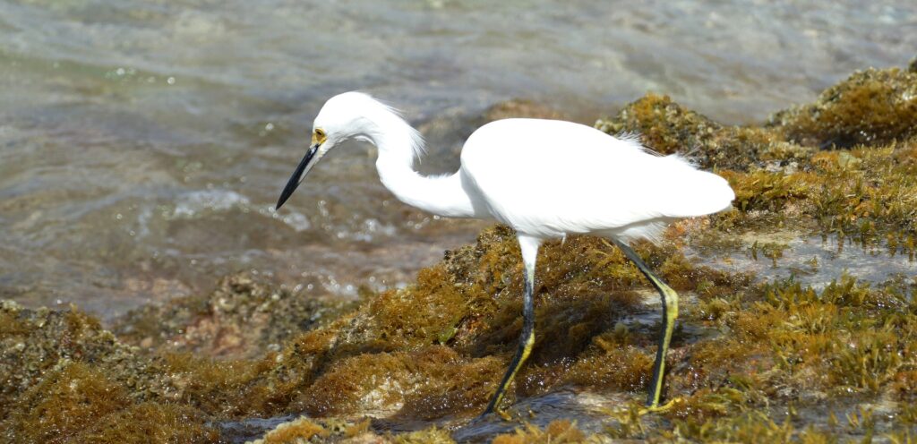 Een zilverreiger loopt het water in op Bonaire