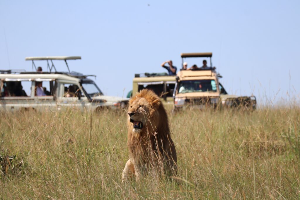 Een leeuw zit gapend in een veld met hoog gras. Op de achtergrond staan 3 afgeladen jeeps met toeristen.