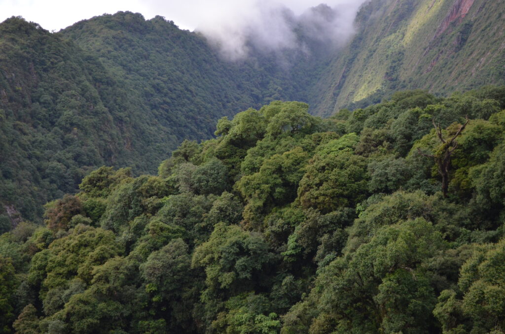 De bergen van Tariquía. De toppen zitten in de wolken. Allemaal zijn ze bedekt met dicht bos. 