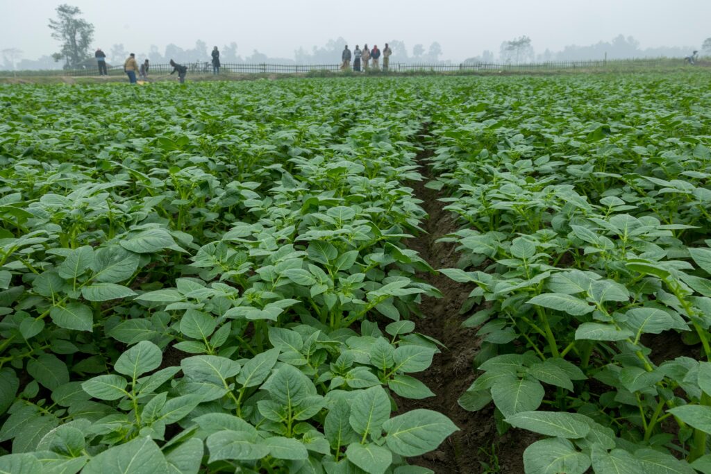 Een veld met aardappelplanten. Aan de rand staan mensen te kijken. 