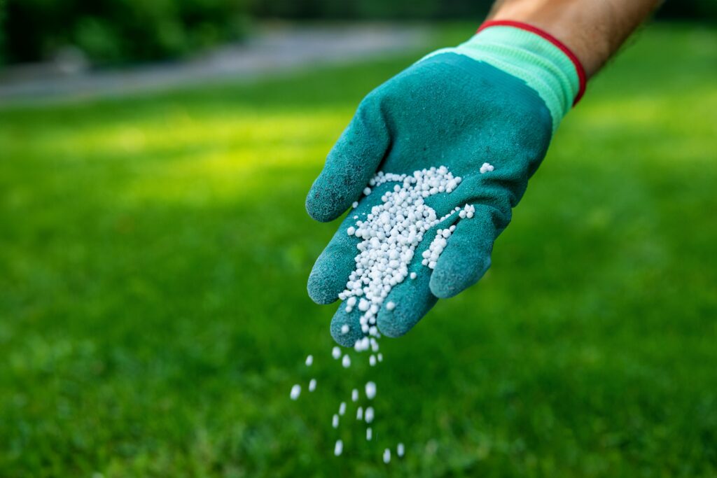 Een hand in groene tuinhandschoen die witte kunstmest korrels over het gazon laat vallen.