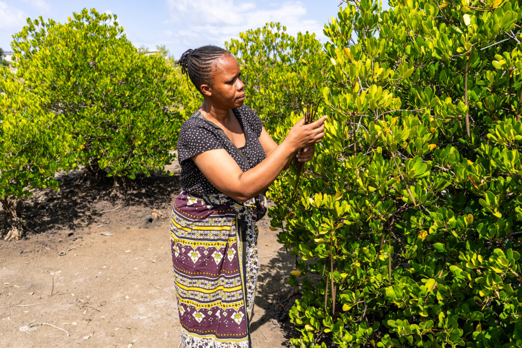 Bahati Karisa zoekt naar zaden in een struik. Bahati is een zwarte vrouw, met lang zwart haar, gevlochten en in een knot. Ze draagt een grijs shirt en een rok met geel-paarse print. 