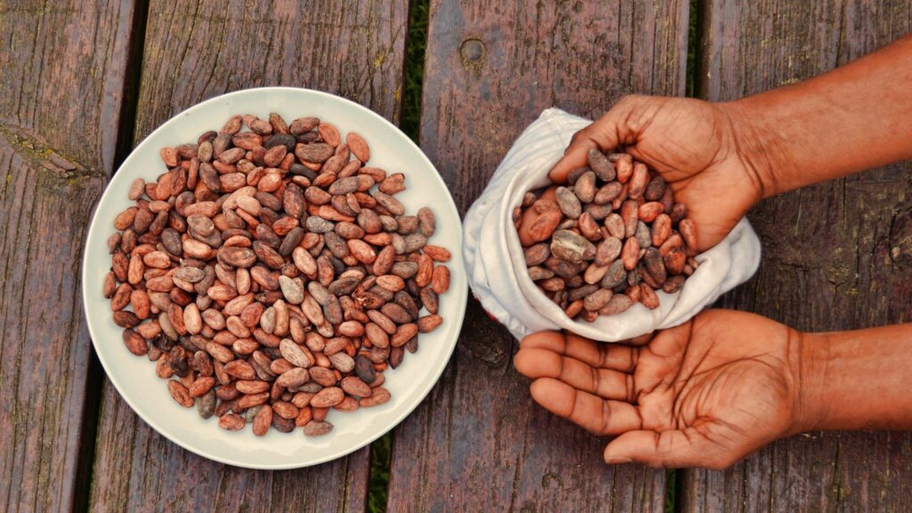 Een wit bord met cacao bonen staat op een ondergrond van houten planken. Ernaast staat een witte zak, waar twee handen meer cacaobonen uit halen. Van boven gezien. 