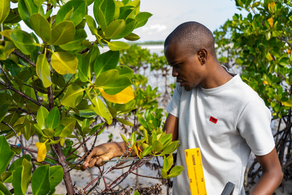 Julius Sila meet de dikte van een mangrove boom. Julius is een zwarte man met kortgeschoren zwart haar. Hij draagt een wit shirt en houdt een meetlint vast.